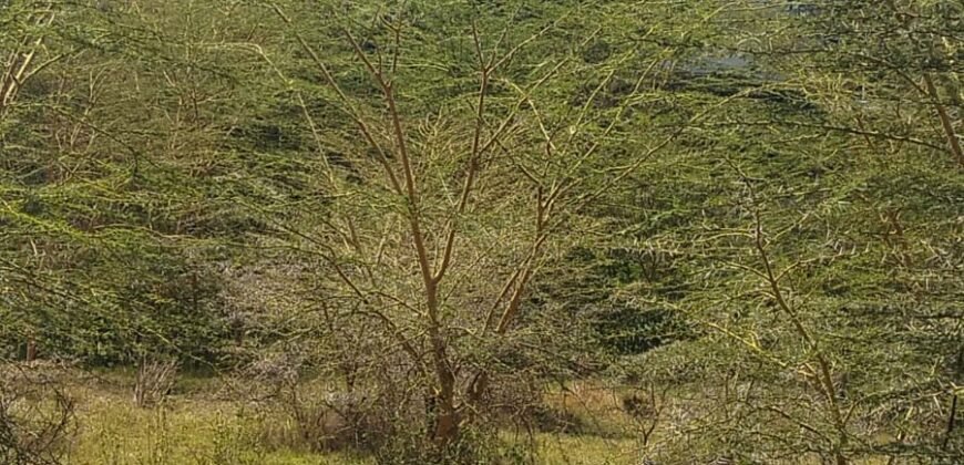 Affordable 100×100 Plots for Sale in Ruai