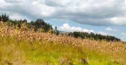 2 acres land for sale in Kabubani Olkalou