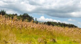 2 acres land for sale in Kabubani Olkalou